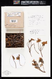 Image of Antennularia ledi