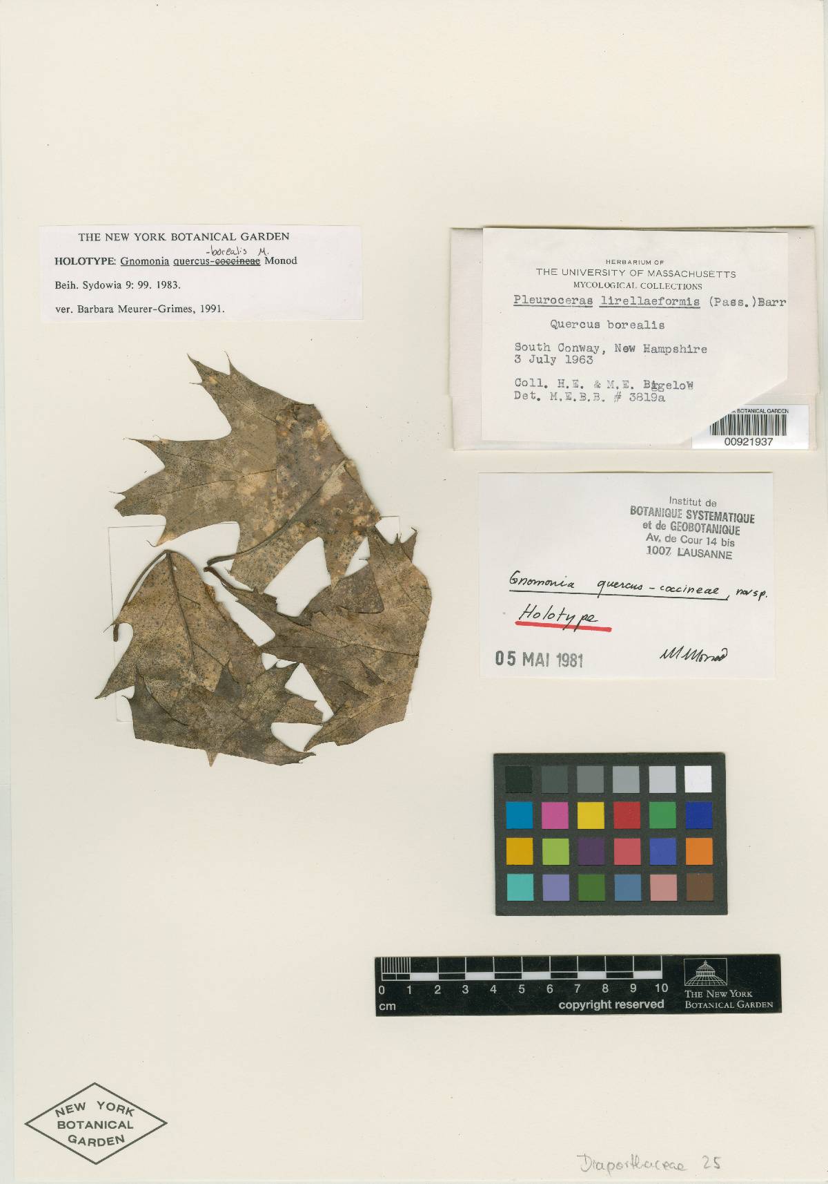 Gnomonia quercus-borealis image