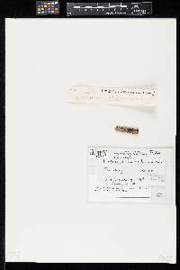 Image of Dictyosporium zeylanicum