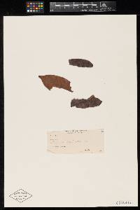 Meliola tapiriricola image