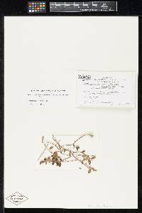 Pseudomassaria leucothoes var. borealis image