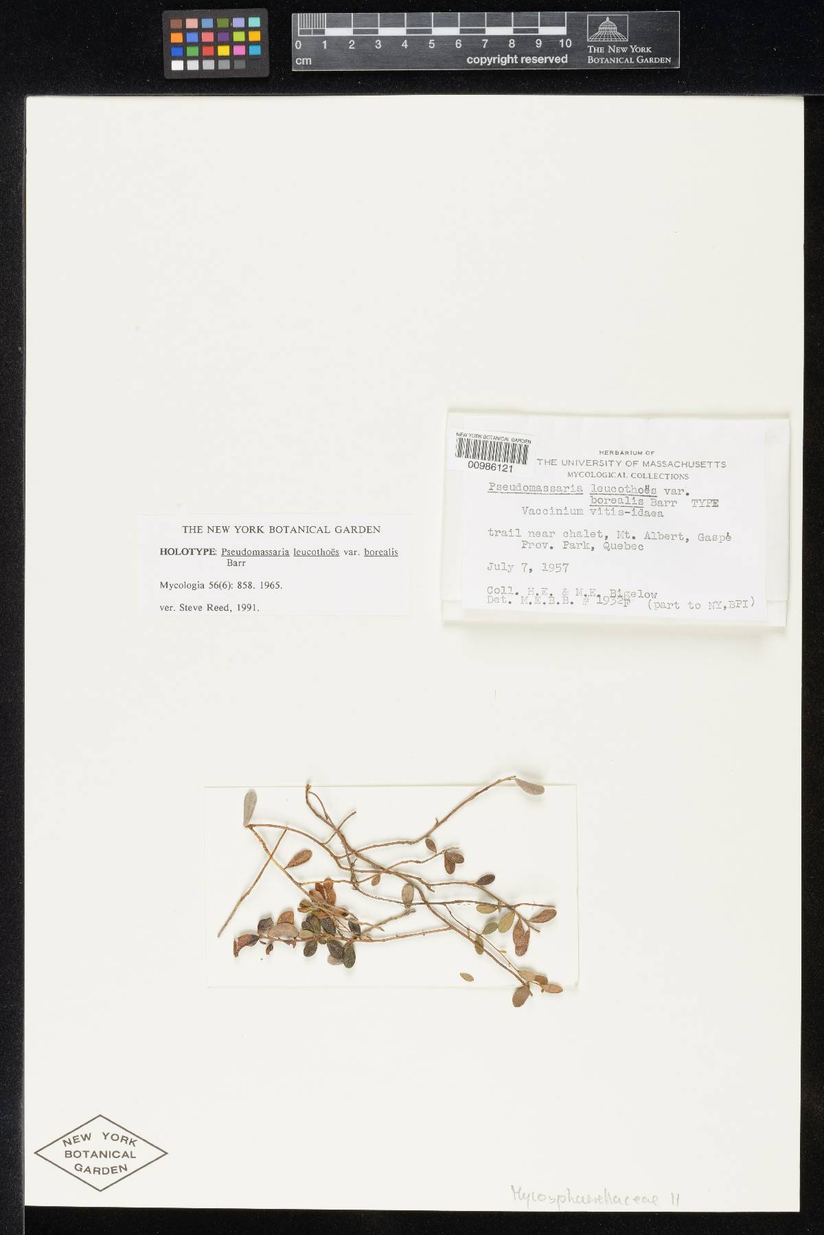 Pseudomassaria leucothoes image