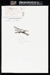 Image of Sphaerographium niveum