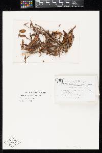 Image of Antennularia variisetosa