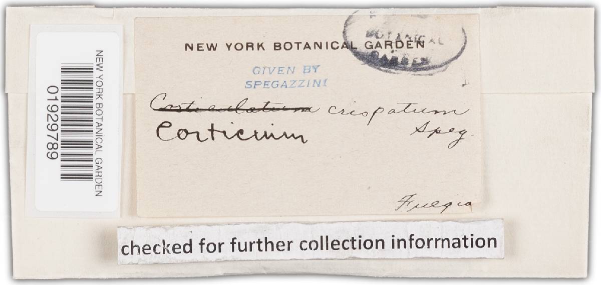 Corticium crispatum image