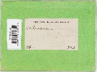 Cortinarius lilacinus image