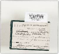 Clitopilus prunulus image