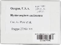 Hysterangium coriaceum image