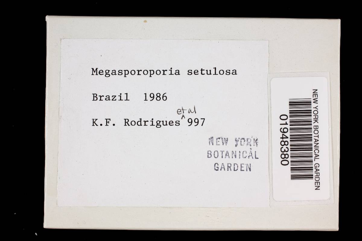 Megasporoporia setulosa image