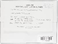 Cortinarius rufo-olivaceus image