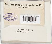 Hygrophorus hypothejus image