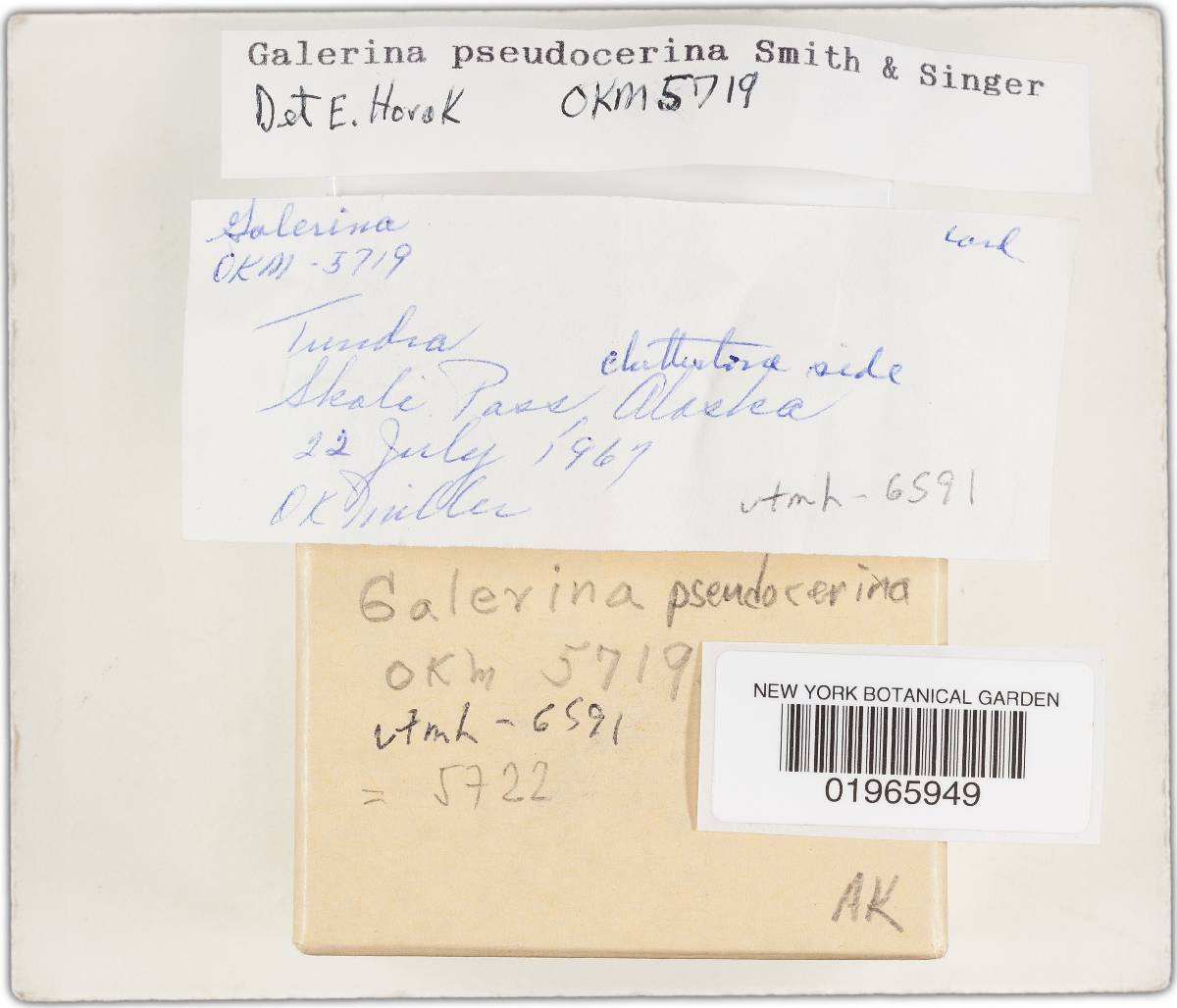 Galerina pseudocerina image