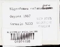 Nigrofomes melanoporus image