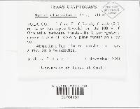 Mycena clavicularis image
