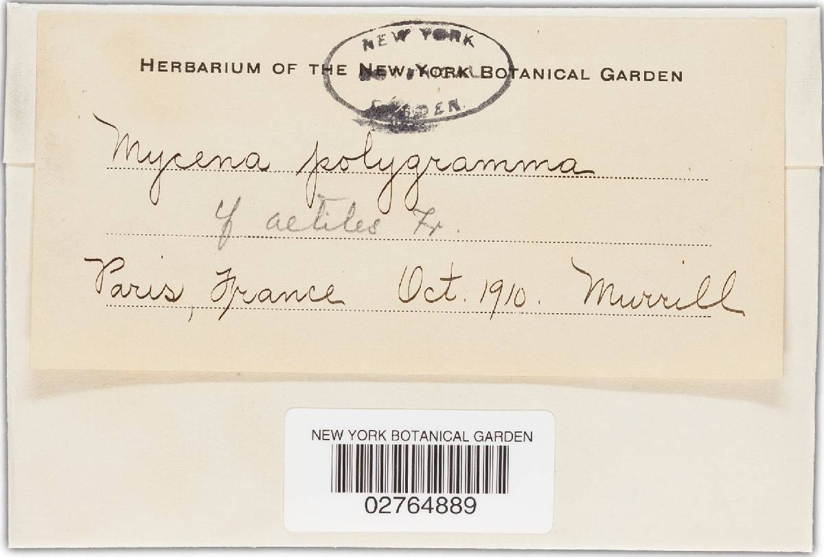Mycena stannea image