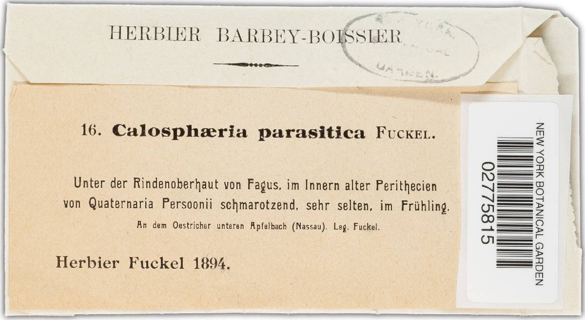 Calosphaeria parasitica image