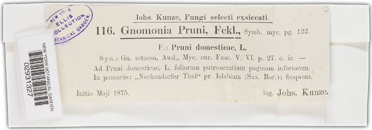 Gnomonia pruni image