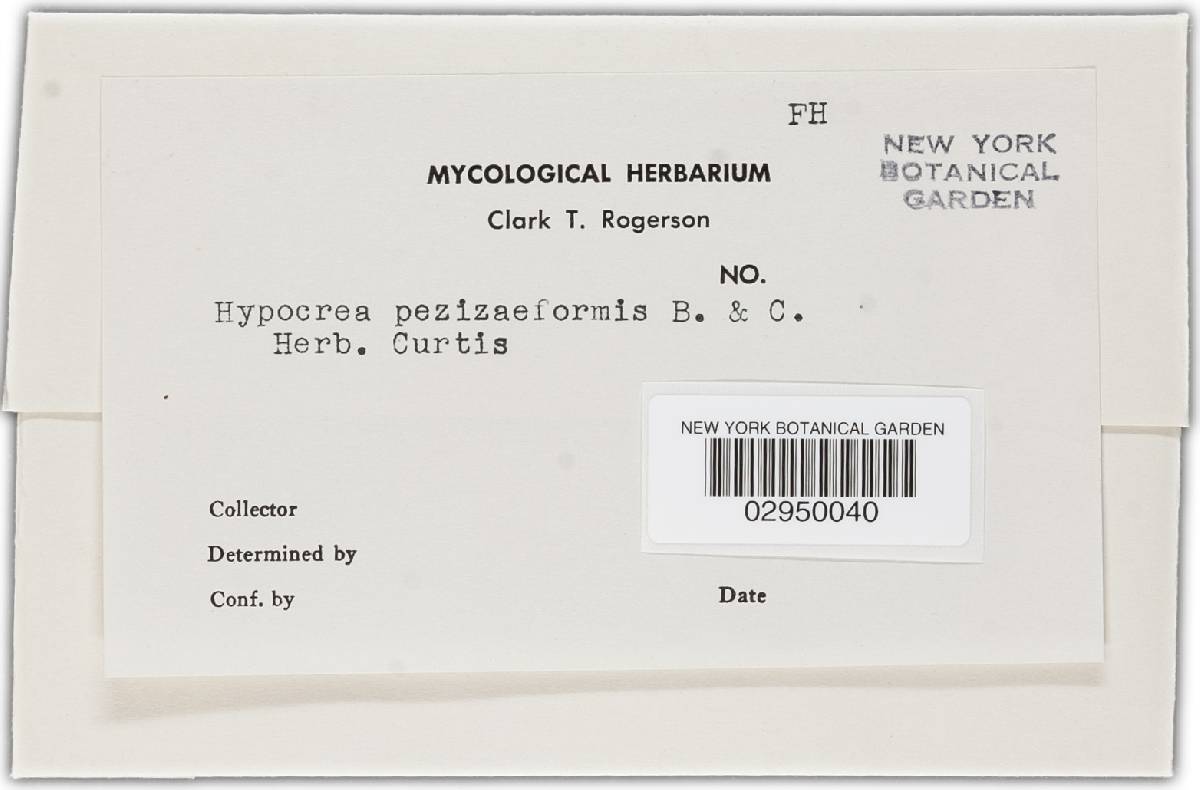 Hypocrea peziziformis image