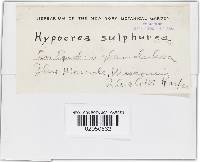 Hypocrea sulphurea image