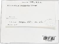 Thyronectria denigrata image