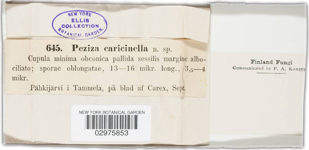 Coronellaria caricinella image