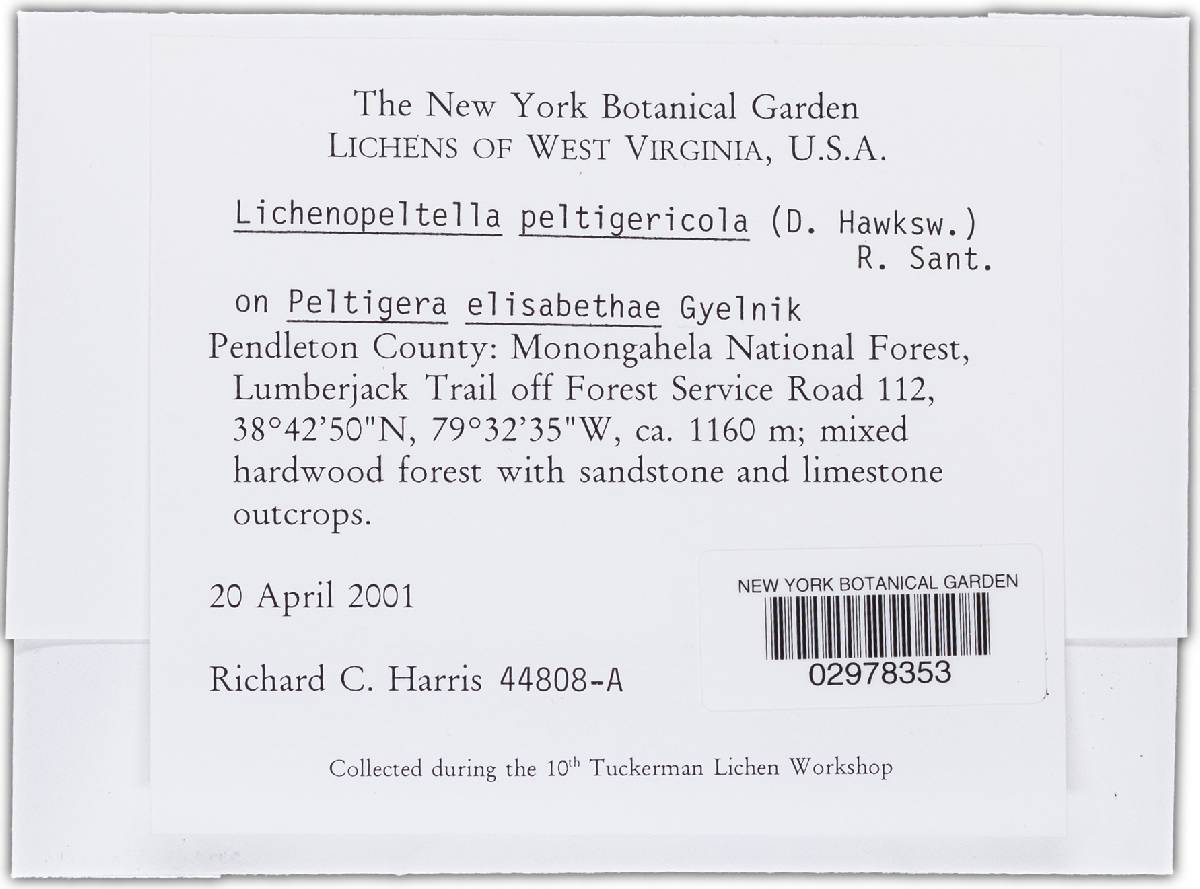 Lichenopeltella peltigericola image