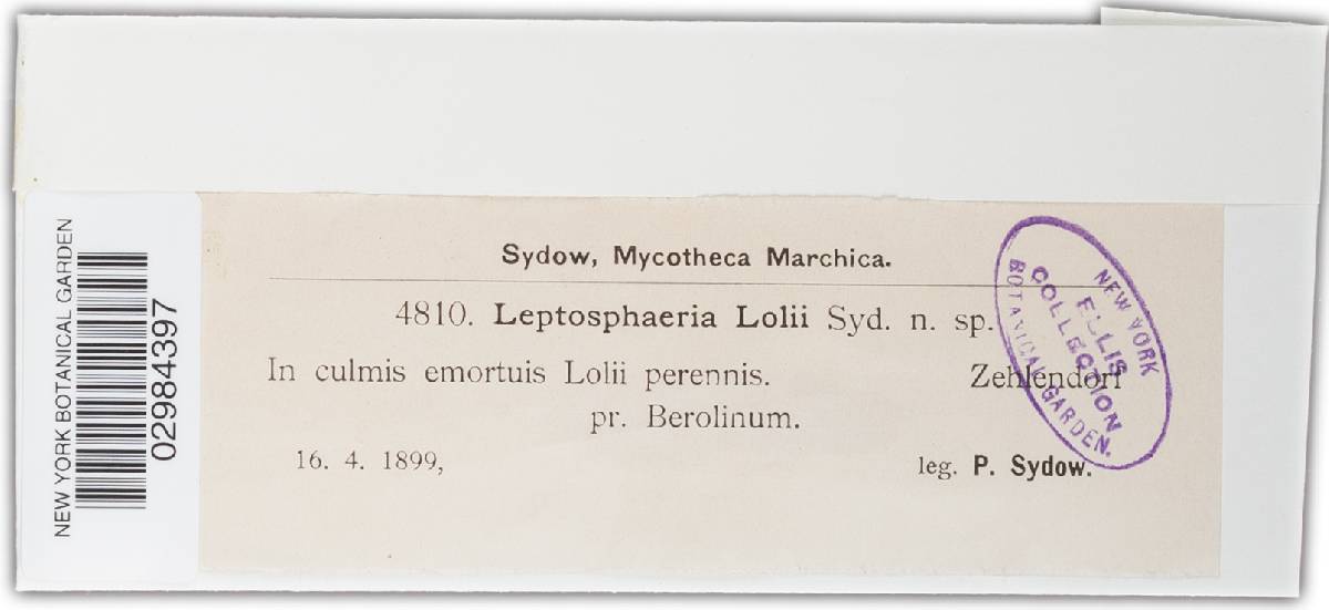 Leptosphaeria lolii image