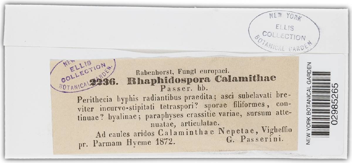 Ophiobolus calaminthae image