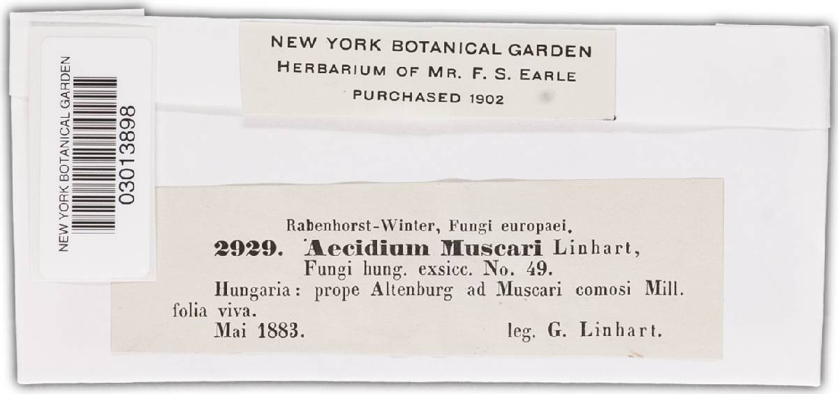 Aecidium muscari image