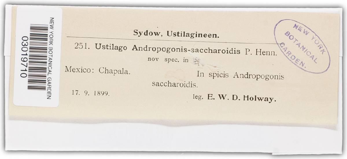 Sphacelotheca andropogonis-hirtifolii image
