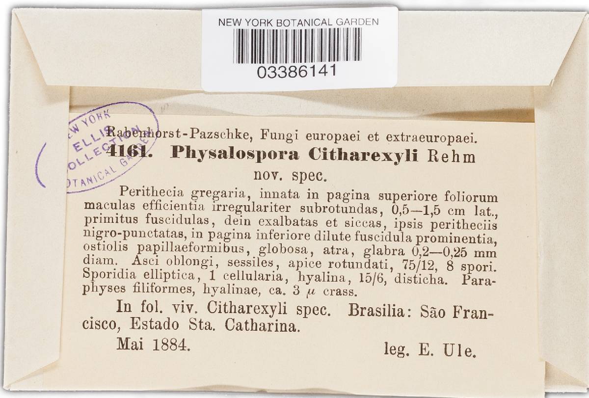 Physalospora citharexyli image