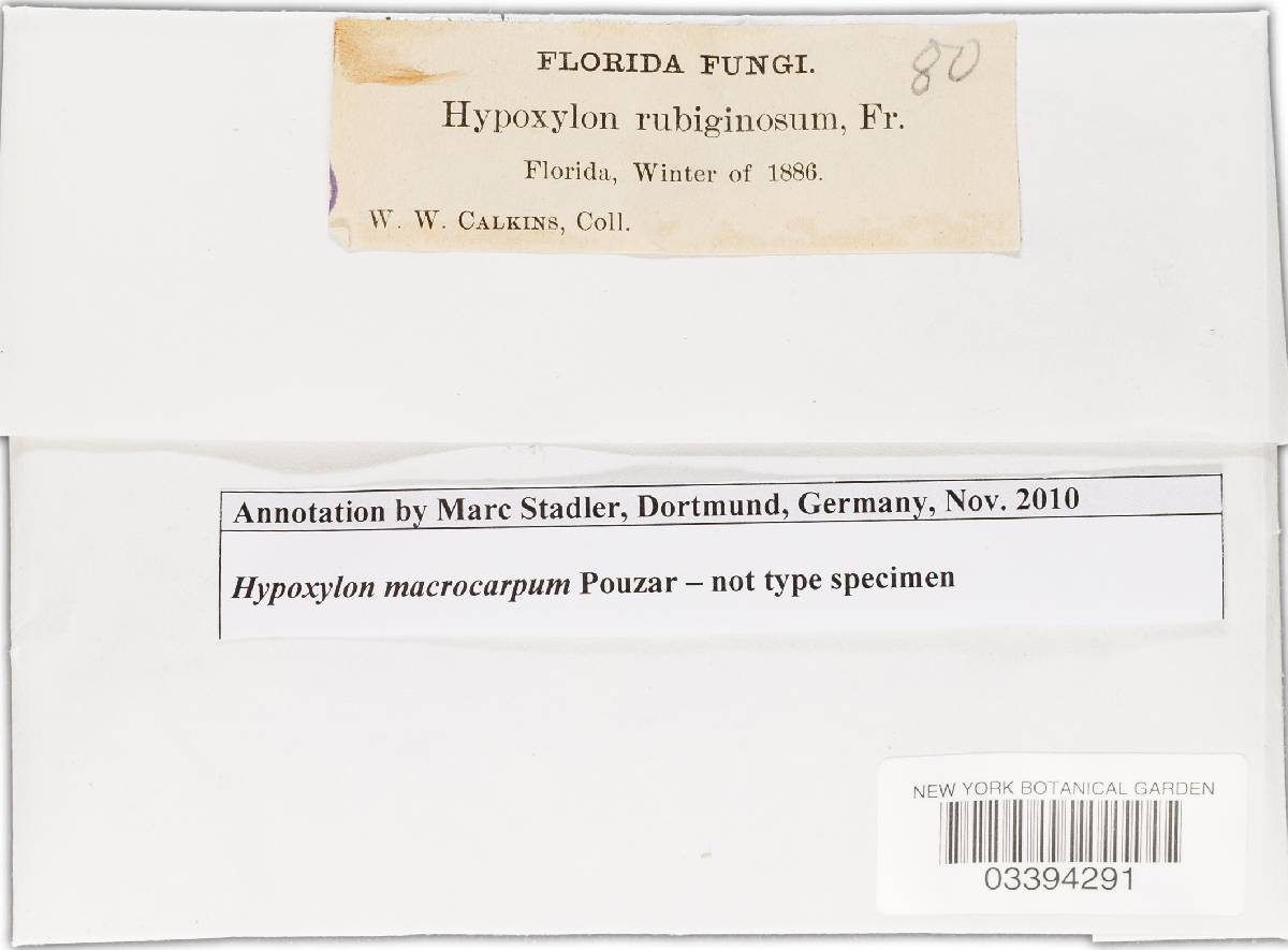 Hypoxylon macrocarpum image