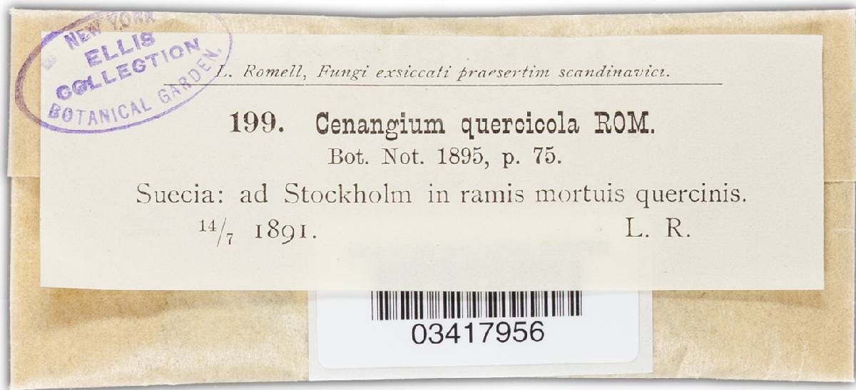 Cenangiopsis quercicola image
