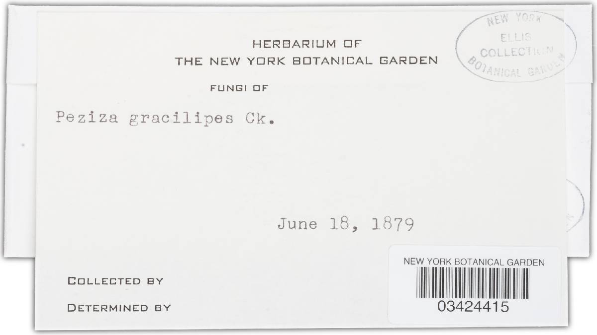 Ciborinia gracilipes image