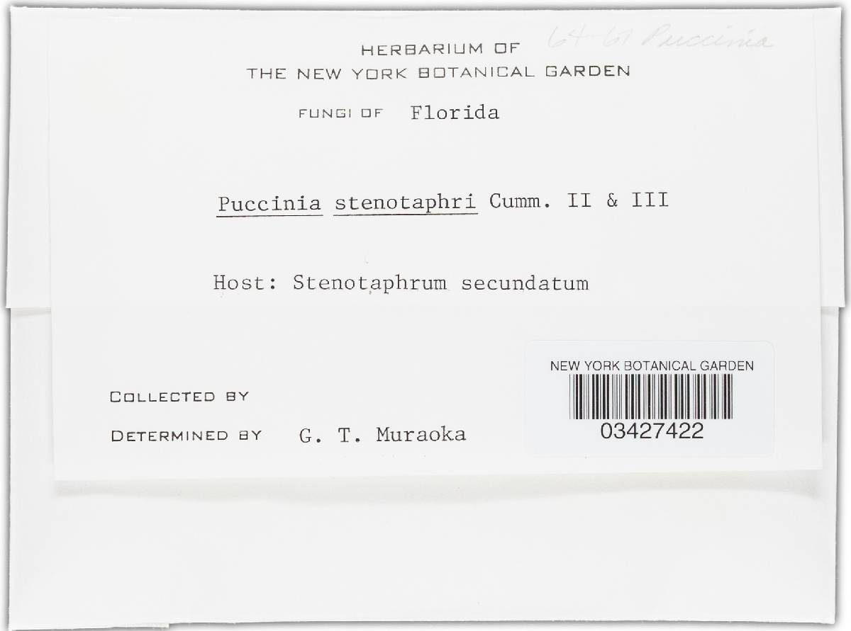 Puccinia stenotaphri image