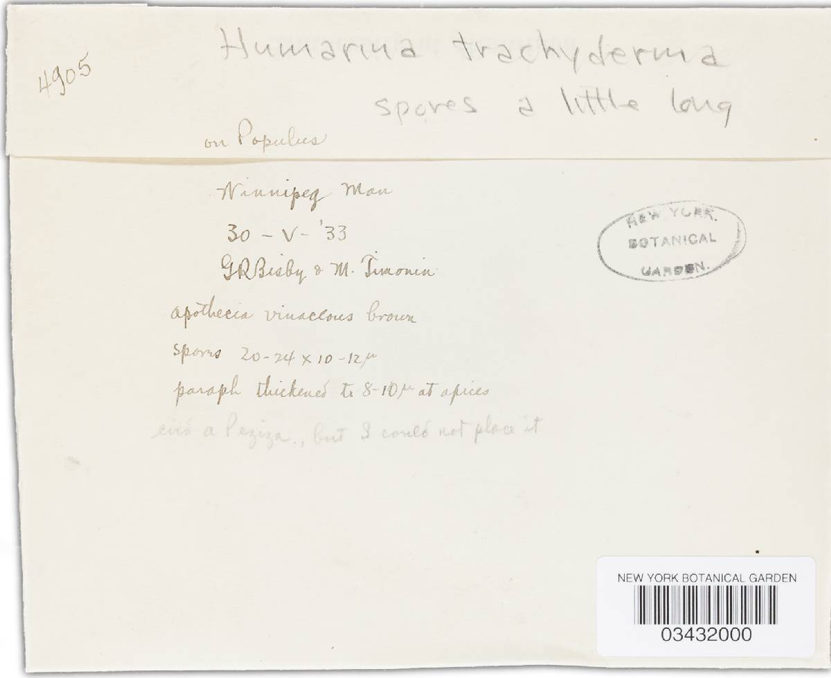 Humarina trachyderma image