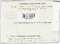 Vermicularia chenopodii image