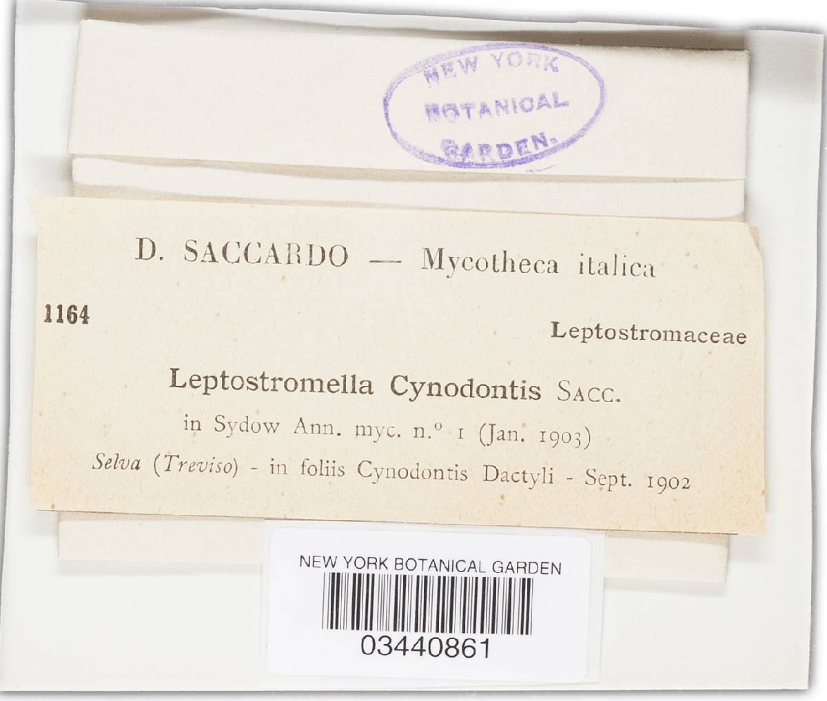 Leptostromella cynodontis image