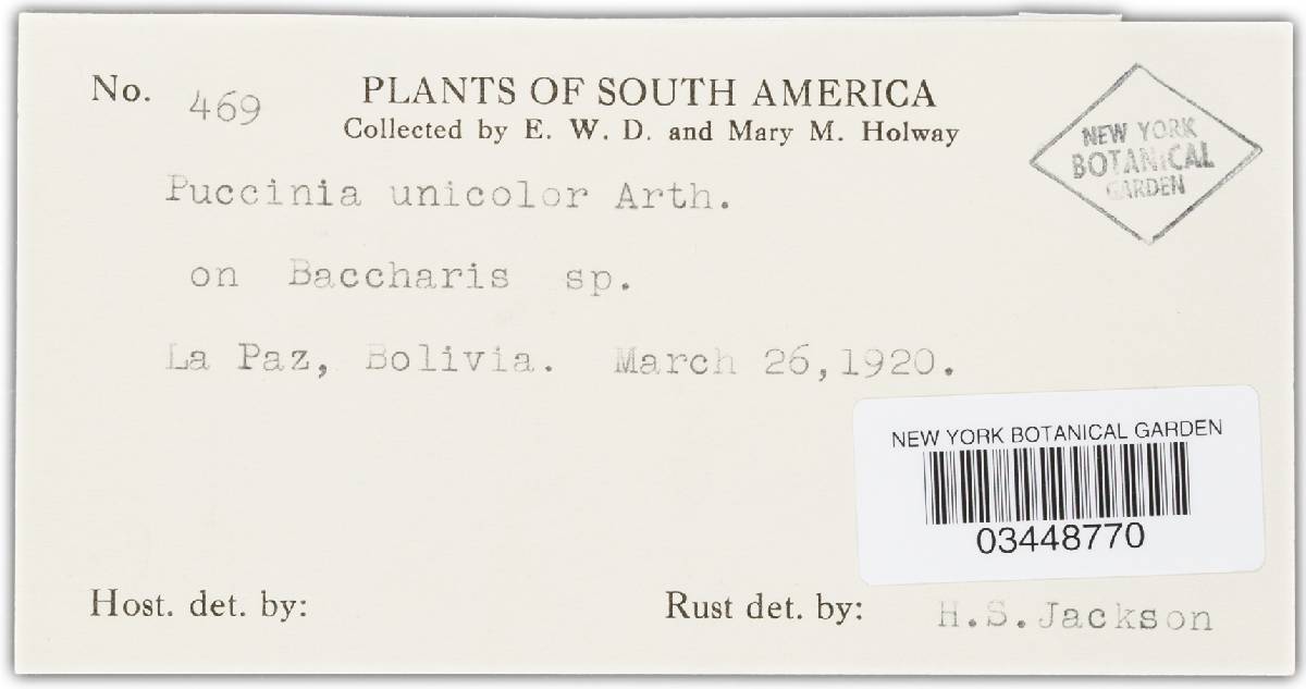 Puccinia unicolor image