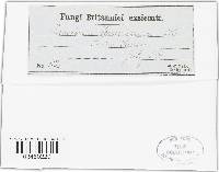 Puccinia albulensis image