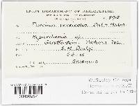 Puccinia versicolor image