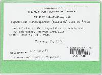 Sepedonium ampullosporum image