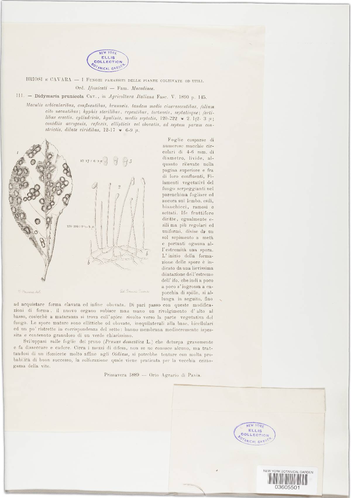 Didymaria prunicola image