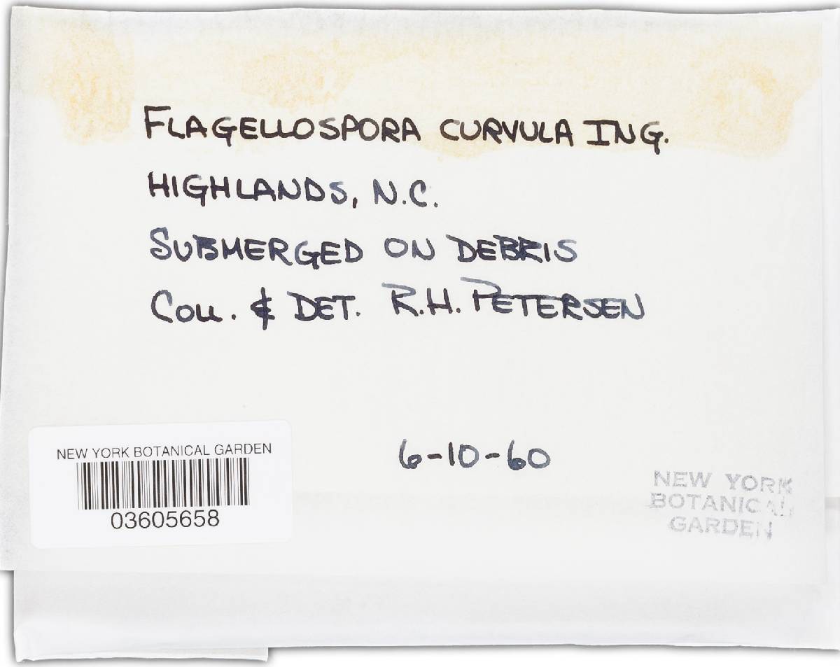 Flagellospora curvula image