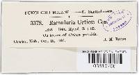 Ramularia urticae image
