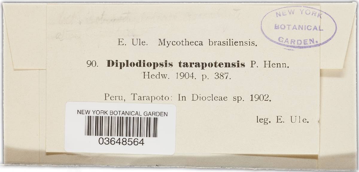 Diplodiopsis tarapotensis image