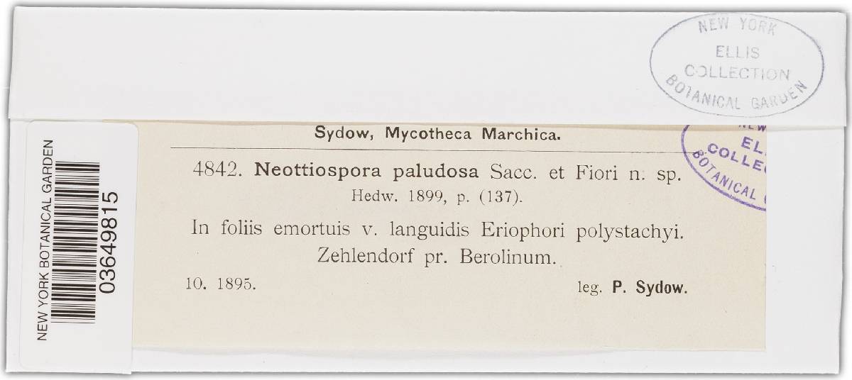 Neottiospora paludosa image