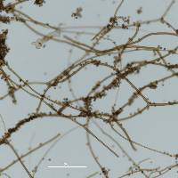Elaphomyces granulatus image