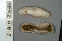 Protubera parvispora image