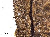 Lycoperdon spadiceum image